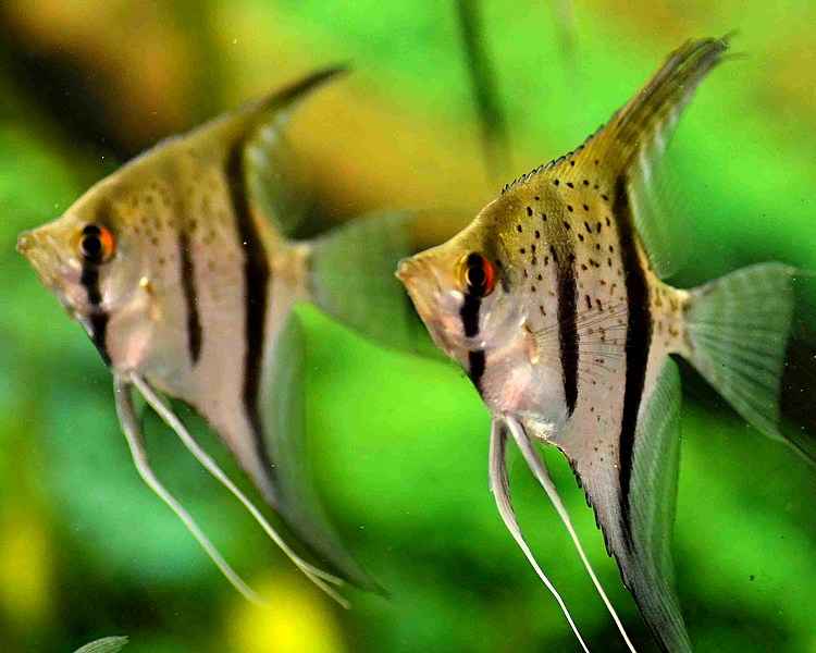 Guyana Red Dragon F1 Angelfish ~ 6cm - 7cm